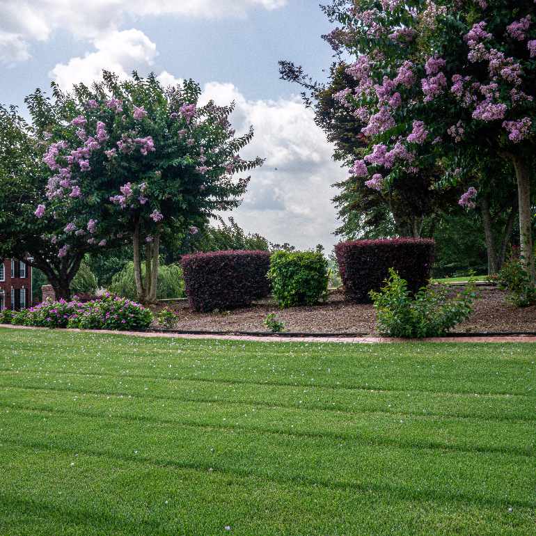 Professional Lawn Maintenance Services in McDonough